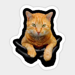 Pocket Cat Cute Sticker